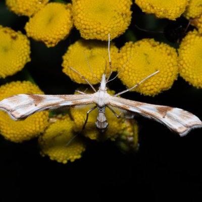 Gillmeria ochrodactyla (pernatuška vratičová), Kývalka