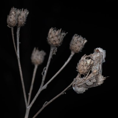 Perigrapha i-cinctum (můra ozdobná), Hády