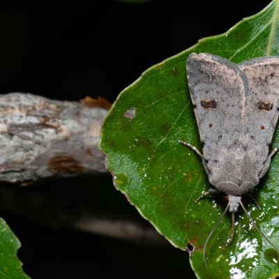 Caradrina kadenii (blýskavka hnědoskvrnná), Bratčice