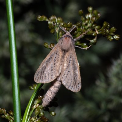 Phragmataecia castanea (drvopleň rákosový), Hrabětice