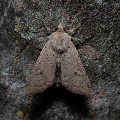 Xestia castanea (osenice borůvková), HR, Jablanac