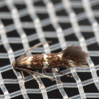 Stephensia brunnichella (-), Hády - odkaliště