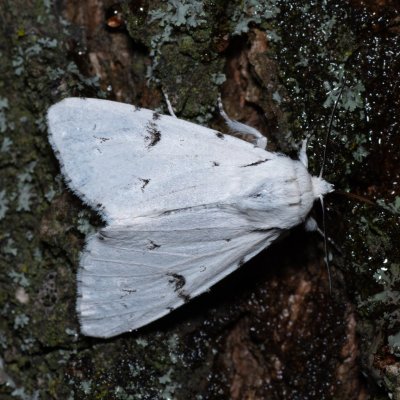 Acronicta leporina (šípověnka vrbová), Havranické vřesoviště