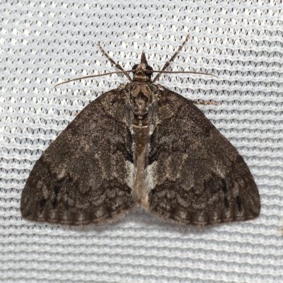 Hydriomena impluviata (píďalka olšová), Popůvky