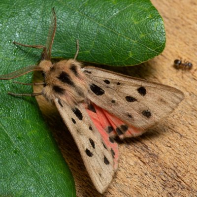 Chelis maculosa (přástevník svízelový), PP Černice