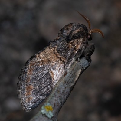 Notodonta tritophus (hřbetozubec topolový), NPP Červený kopec