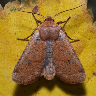 Conistra erythrocephala (zimovnice rudohlavá), Žebětín