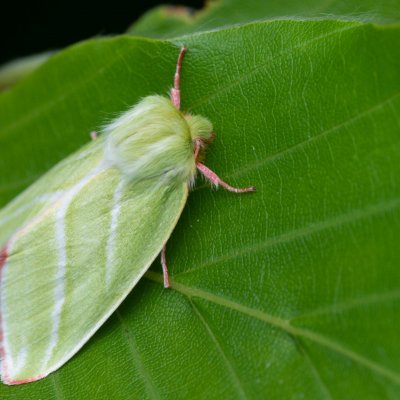 Pseudoips prasinana (zeleněnka buková), Babice nad Svitavou