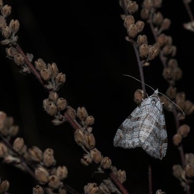 Aplocera plagiata (píďalka úhorová), Hády