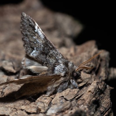 Drymonia dodonaea (hřbetozubec hnědý), NPP Malhotky