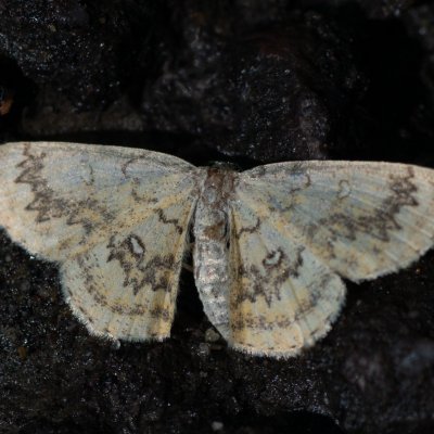 Cyclophora annularia (očkovec javorový), Skryjský Mlýn, Dukovany