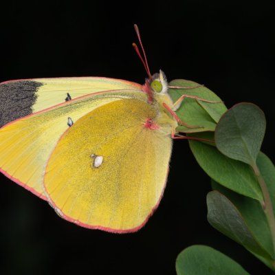 Colias palaeno (žluťásek borůvkový), PP Pohoří na Šumavě