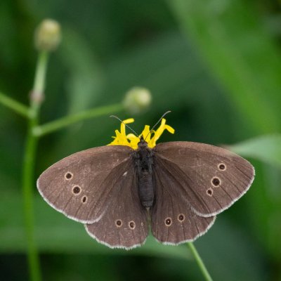 Aphantopus hyperanthus (okáč prosíčkový), SK, Štôla