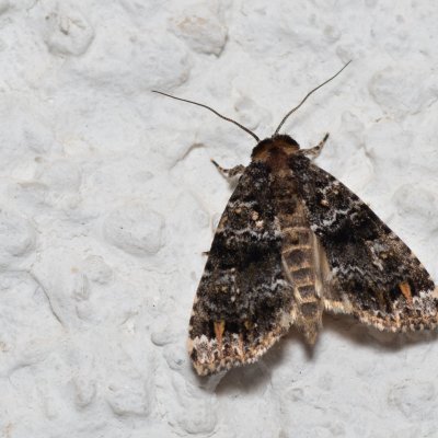 Callopistria latreillei (-), HR, Jablanac