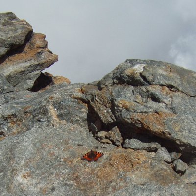 Aglais urticae (babočka kopřivová), IT, Punta Giordani