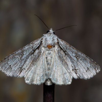 Acronicta psi (šípověnka trnková), Hády