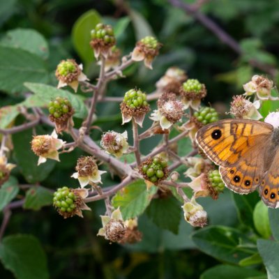 Lasiommata megera (okáč zední), HR, Pula
