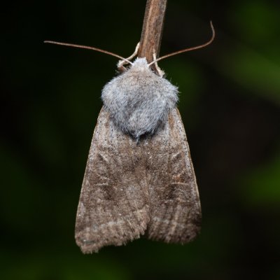 Orthosia opima (jarnice šedá), PR Liščí vrch