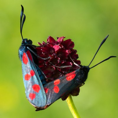 Zygaena filipendulae (vřetenuška obecná), PR Studnické louky
