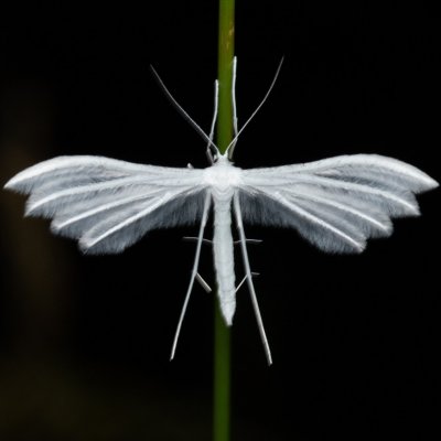 Pterophorus pentadactyla (pernatuška trnková), PR Kamenný vrch