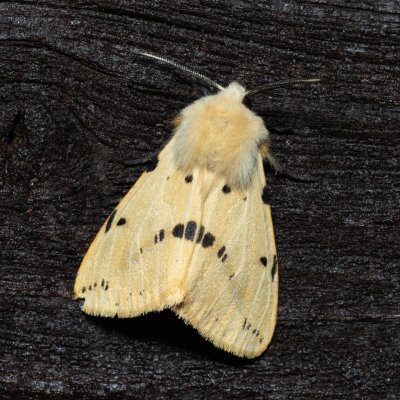 Spilosoma lutea (přástevník bezový), SK, Štôla