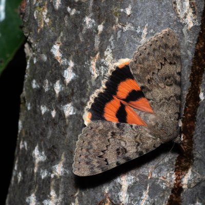 Catocala puerpera (stužkonoska vzácná), Bratčice