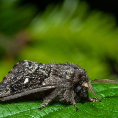 Cosmotriche lobulina (bourovec měsíčitý), Devět křížů