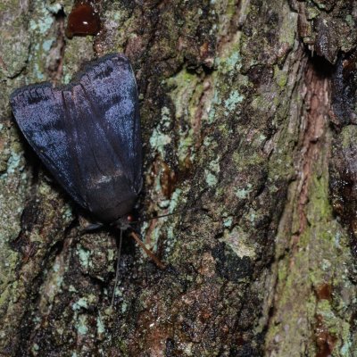 Amphipyra livida (blýskavka černá), Kývalka