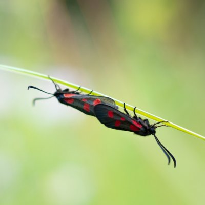 Zygaena viciae (vřetenuška komonicová), PP Obůrky - Třeštěnec