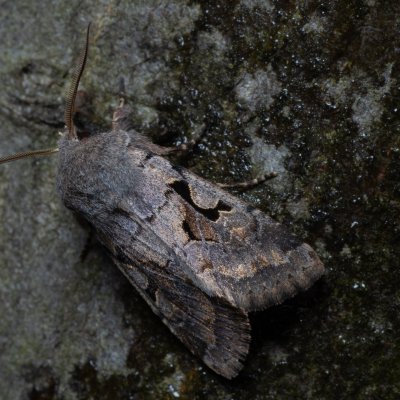 Orthosia gothica (jarnice ovocná), Žebětín