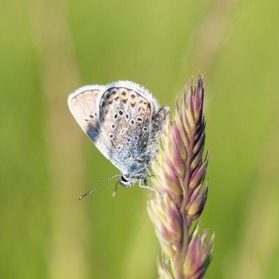 Plebejus argus (modrásek černolemý), PP Člupy