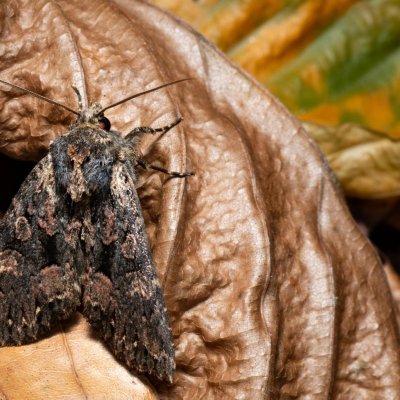 Mniotype satura (pestroskvrnka zimolezová), Žebětín