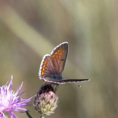 Aricia agestis (modrásek tmavohnědý), PP Fládnitzské vřesoviště