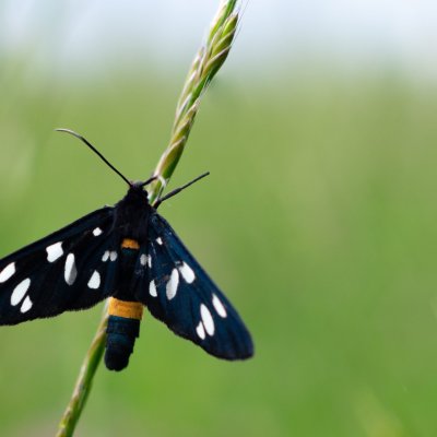 Amata phegea (běloskvrnáč pampeliškový), Podkomorské lesy