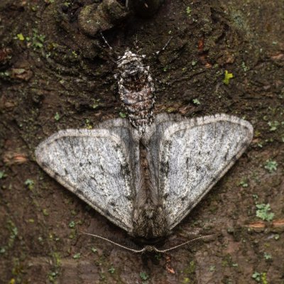 Phigalia pilosaria (drsnokřídlec hrušňový), PR Kamenný vrch