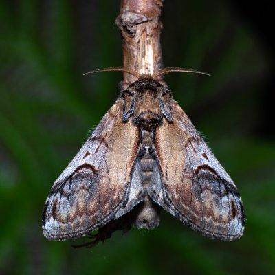 Notodonta ziczac (hřbetozubec vrbový), Kývalka