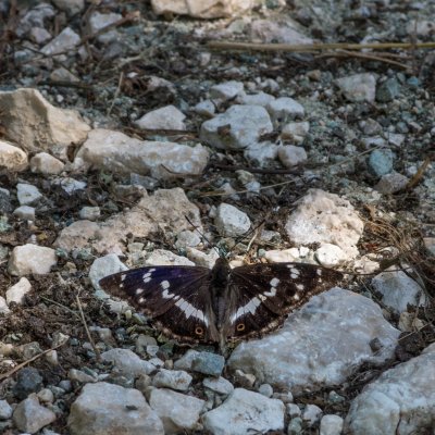 Apatura iris (batolec duhový), SLO, Mostnica Gorge