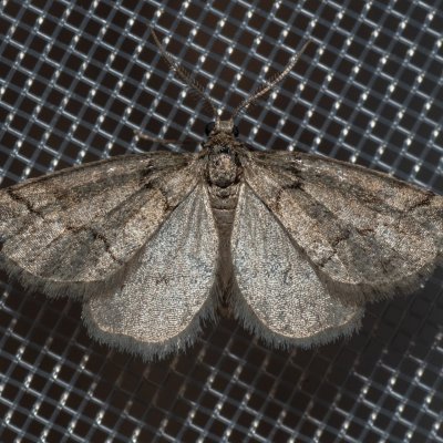 Tephronia sepiaria (tmavoskvrnáč žlutohnědý), GR, Myrtidion monastery, Korfu