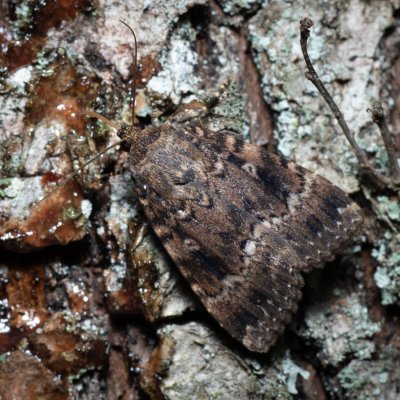 Amphipyra pyramidea (blýskavka ořešáková), Žebětín