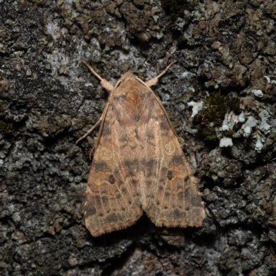 Xanthia ocellaris (zlatokřídlec topolový), Hády - odkaliště