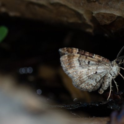 Xanthorhoe spadicearia (píďalka jitrocelová), Podkomorské lesy, Kopeček