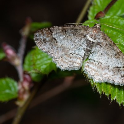 Paradarisa consonaria (různorožec lipový), Kývalka