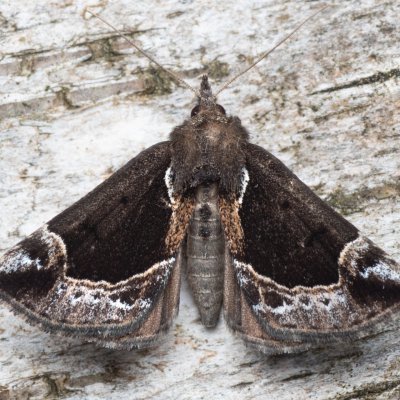 Hypena crassalis (zobonosec borůvkový), NPR Radostínské rašeliniště
