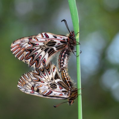 Zerynthia polyxena (pestrokřídlec podražcový), Modřice