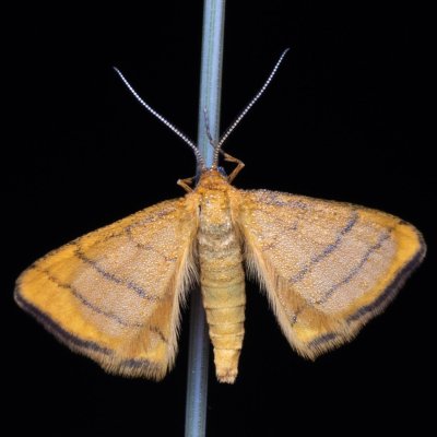Idaea aureolaria (žlutokřídlec zlatožlutý), PP Černice