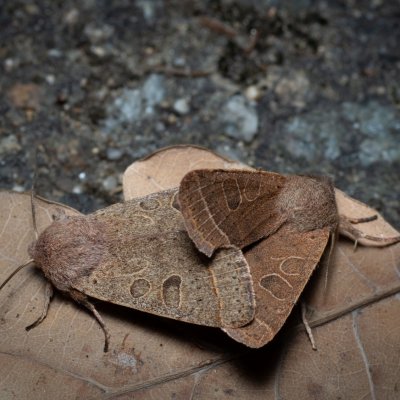 Orthosia cerasi (jarnice lipová), Žebětín