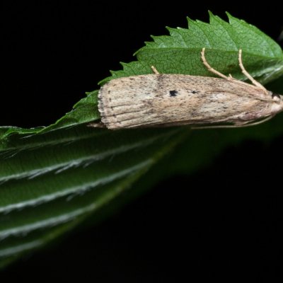 Aphomia sociella (zavíječ cizopasný), Helenčina studánka