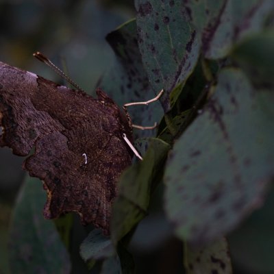 Polygonia c-album (babočka bílé c), PP Rokytná