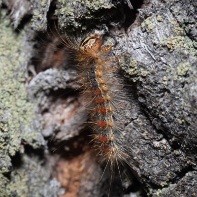 Lymantria dispar (bekyně velkohlavá), Kývalka