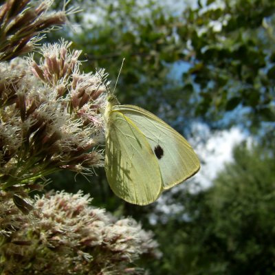 Pieris brassicae (bělásek zelný), Mohelno